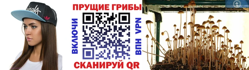 магазин продажи   Пугачёв  Галлюциногенные грибы GOLDEN TEACHER 
